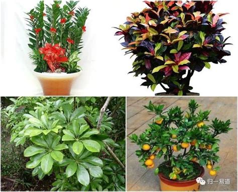 風水植物 擋煞|【什麼植物可以擋煞】擋煞招財！10大最強「植物風水。